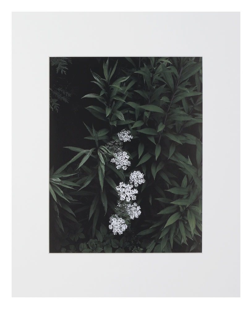 Peter-Cornell Richter, #022166  o.T. (Weiße Blüten), 1/3, 2015