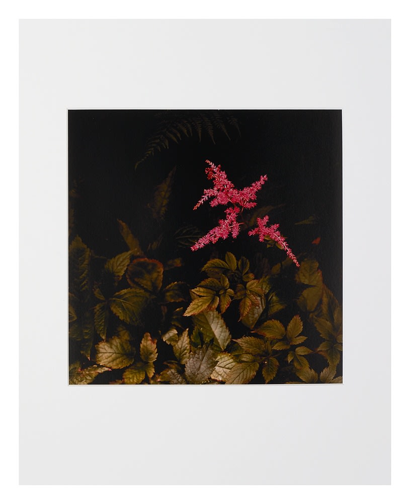 Peter-Cornell Richter, #022168  „Pink“, 1/3, 2018/2020