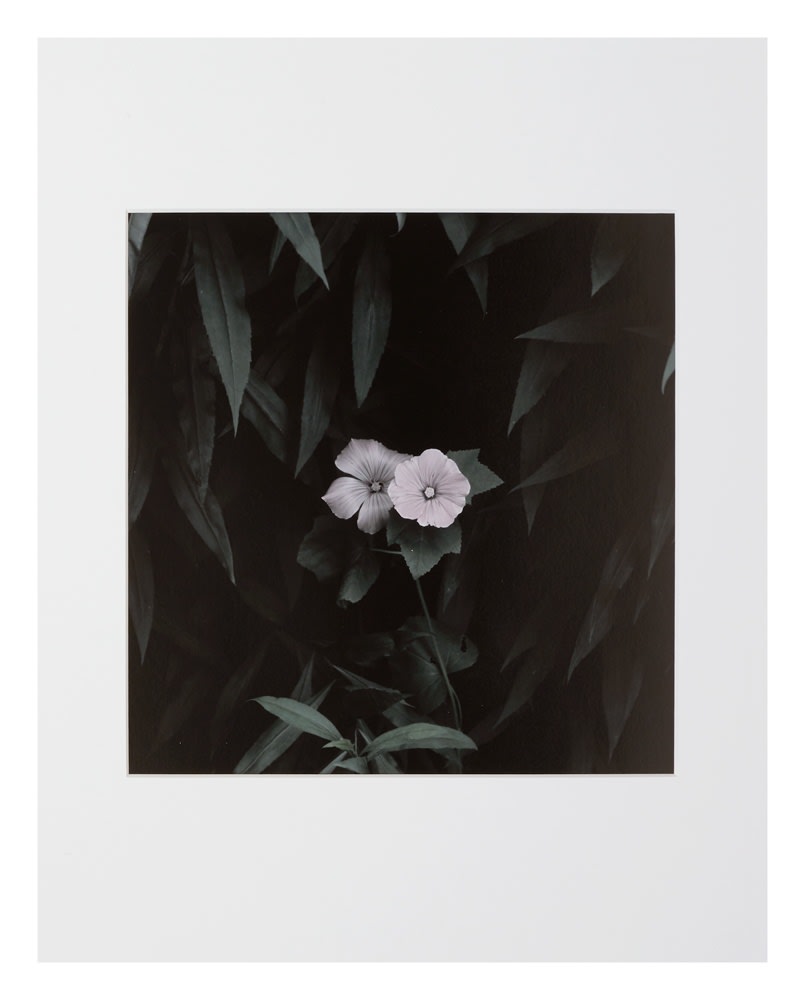 Peter-Cornell Richter, #022170  Kleine Malve, 1/3, 2016