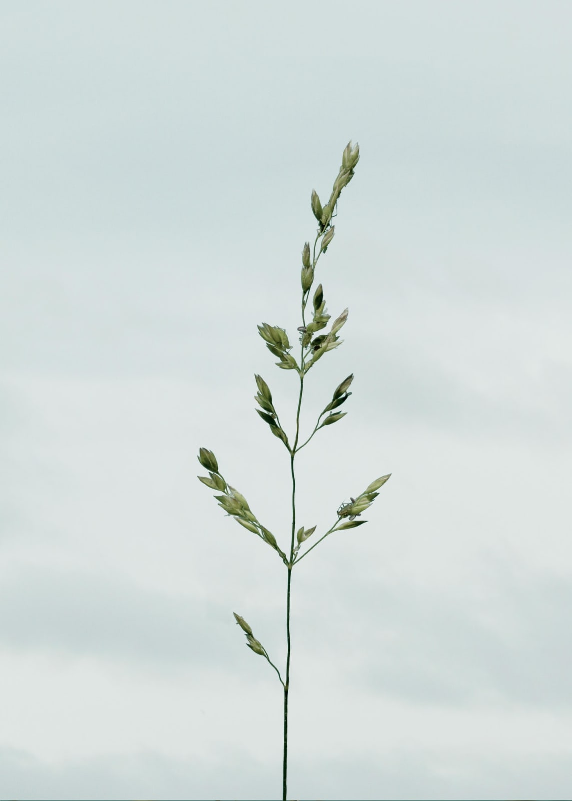 Michael Boran, Greenfly, 2016