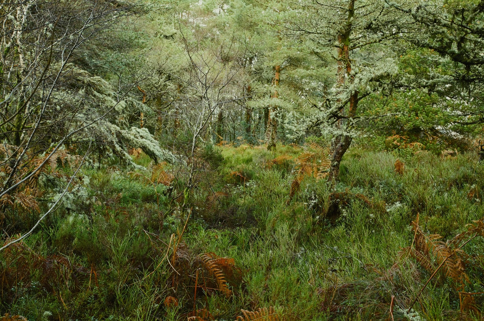 Elaine Byrne Ultina Thule, 2016