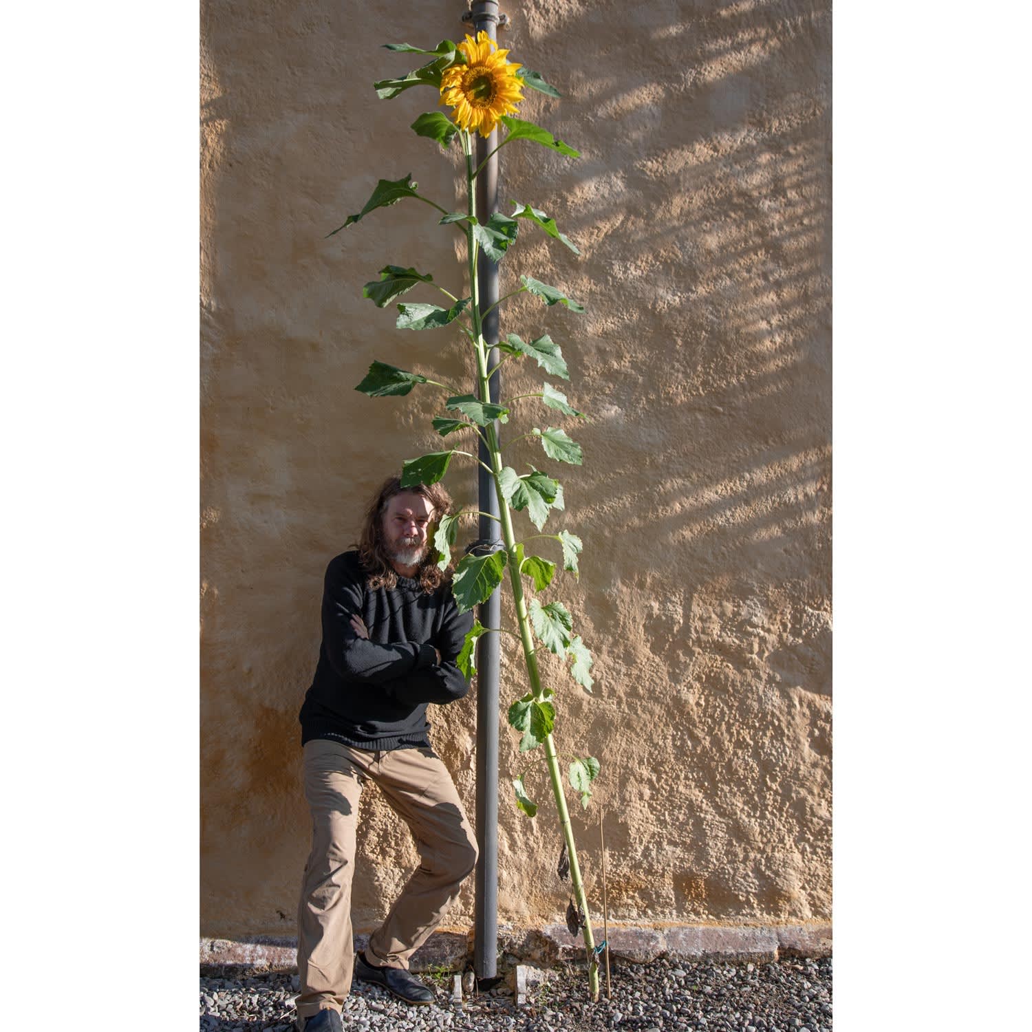 Tony with our 'Giant Russian' sunflower. 2.8m