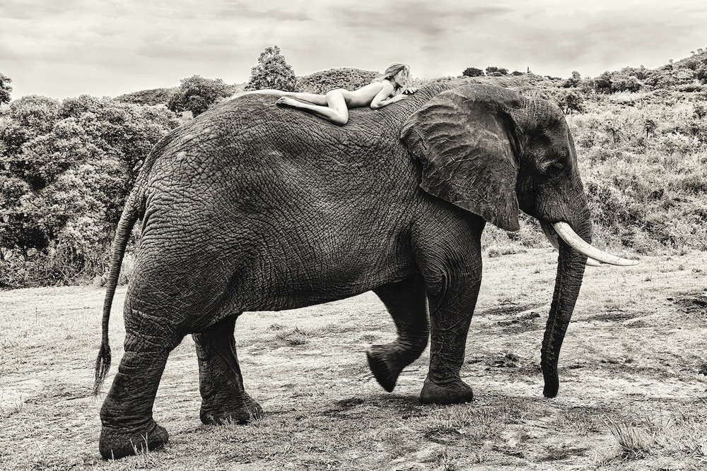 Cécile Plaisance, On Tembo's Back, 2022
