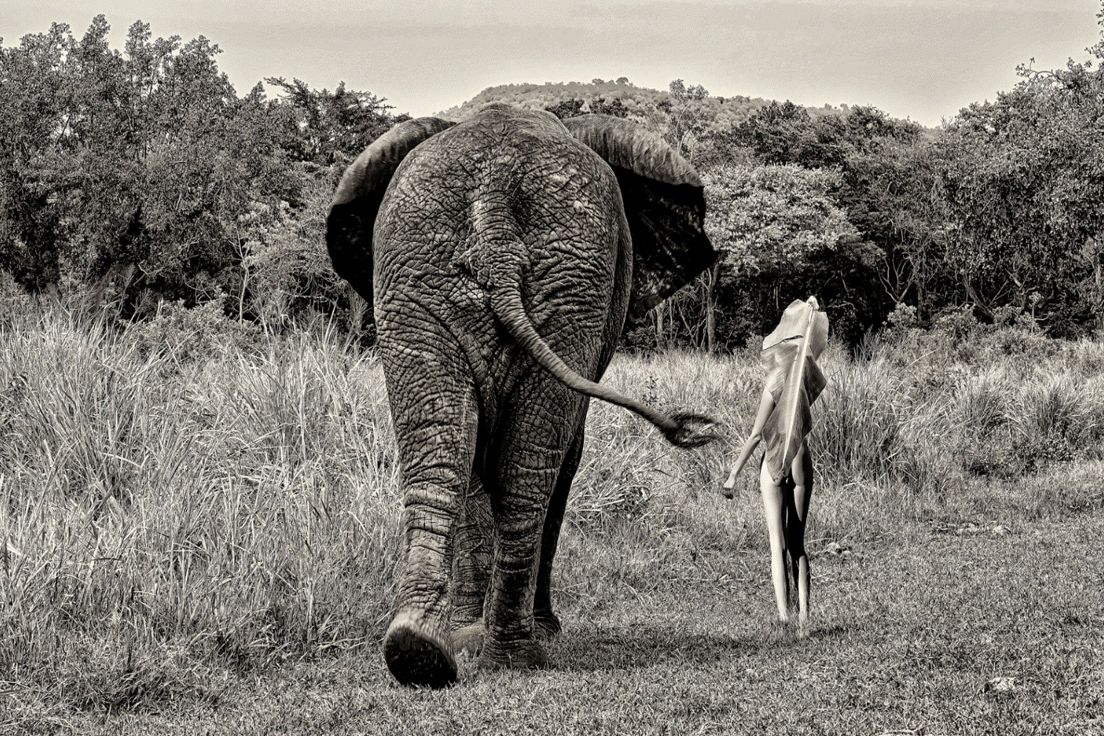 Cécile Plaisance, Banana's leaf (back view), 2022