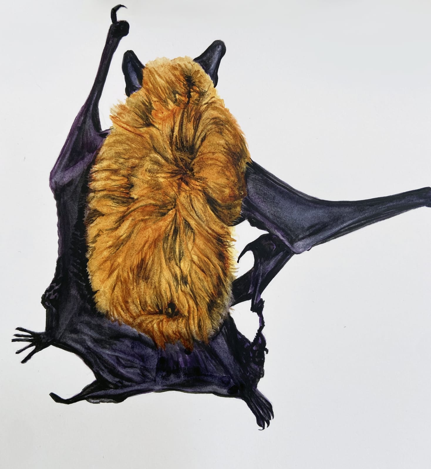 Andrea Bersaglieri, Pipistrella