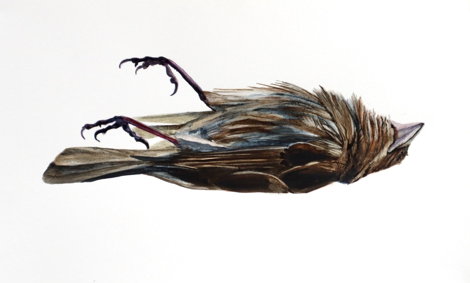 Andrea Bersaglieri, Fainted Finch