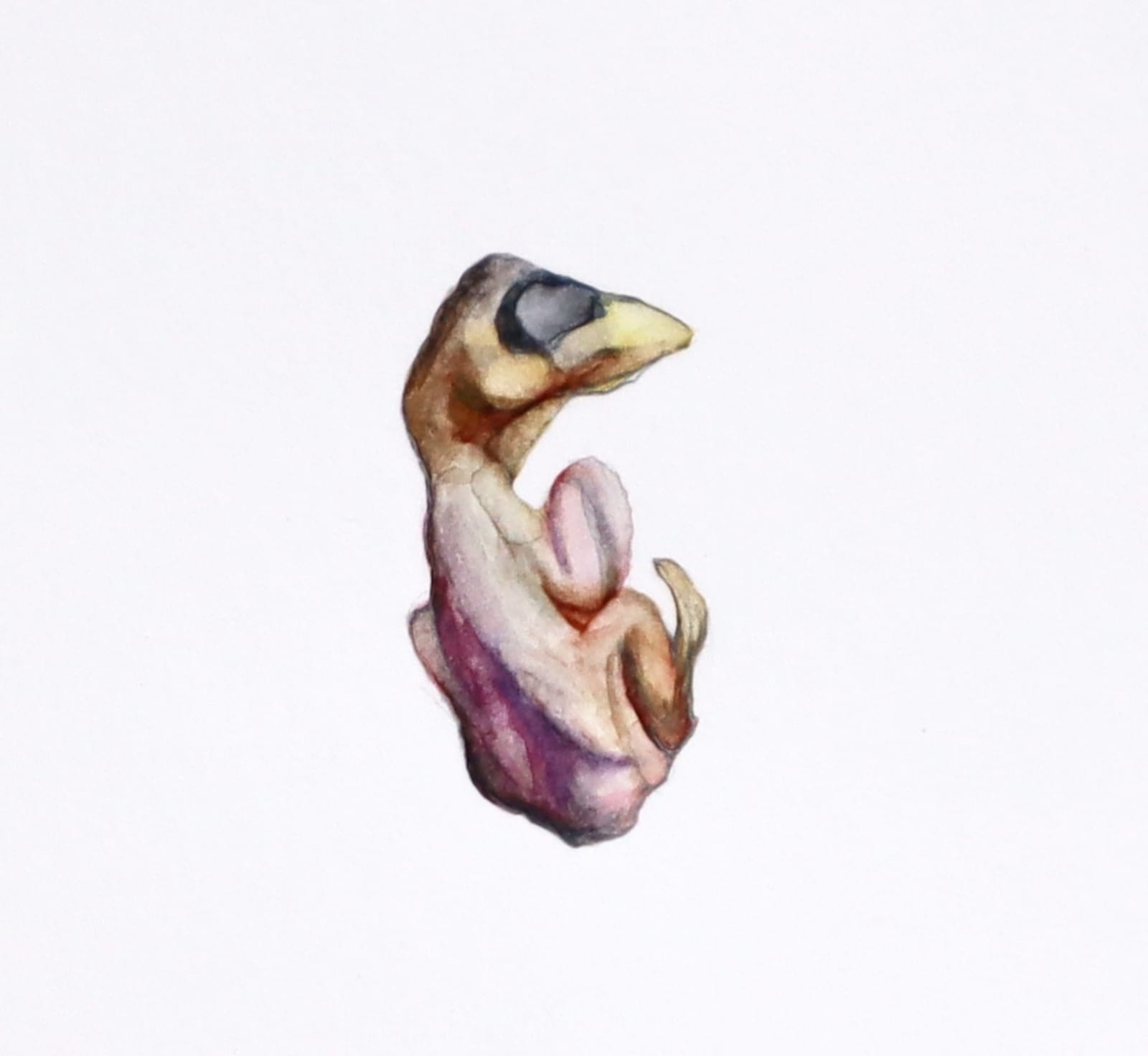 Andrea Bersaglieri, Sidewalk Hatchling