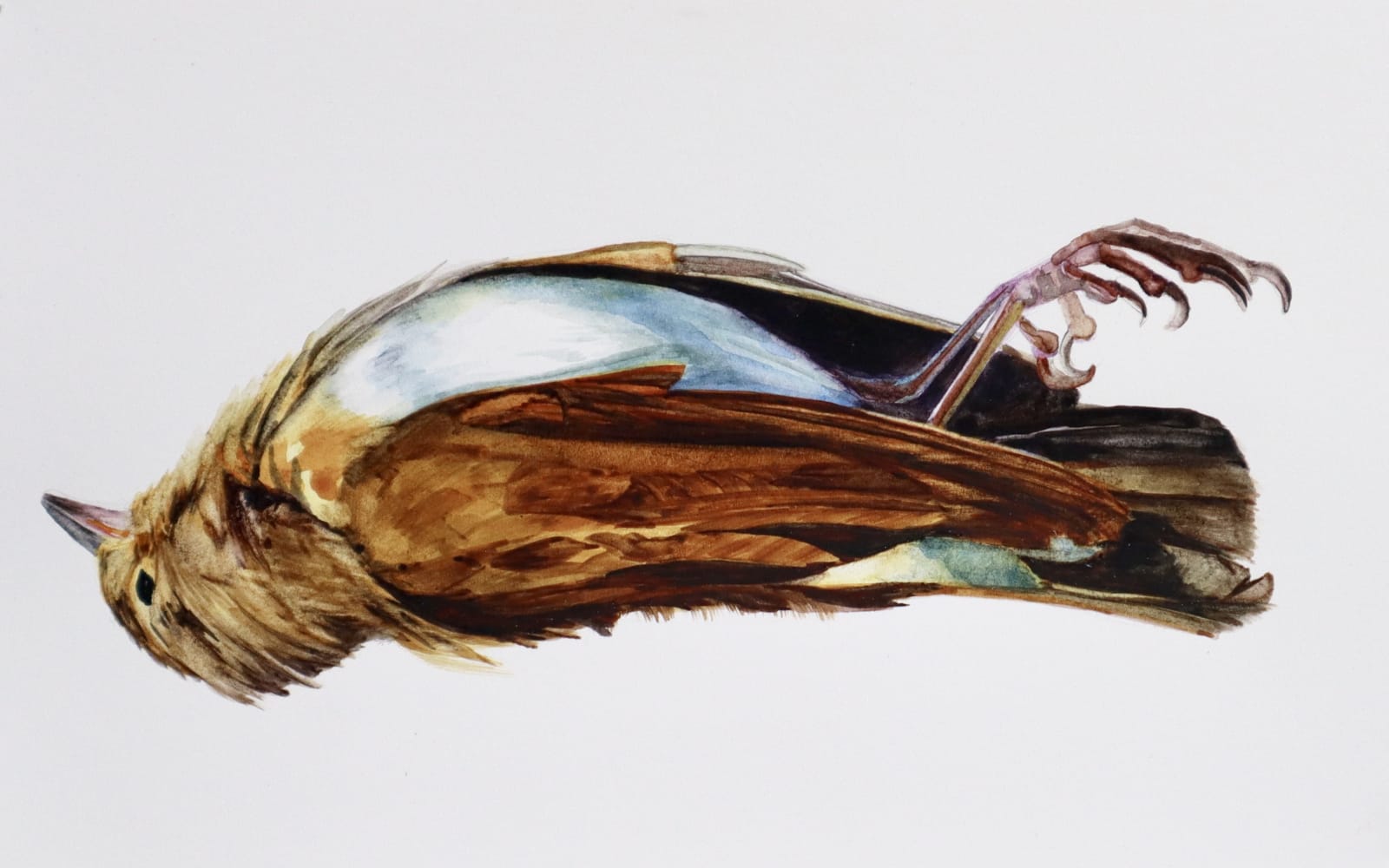 Andrea Bersaglieri, Dead Hermit Thrush
