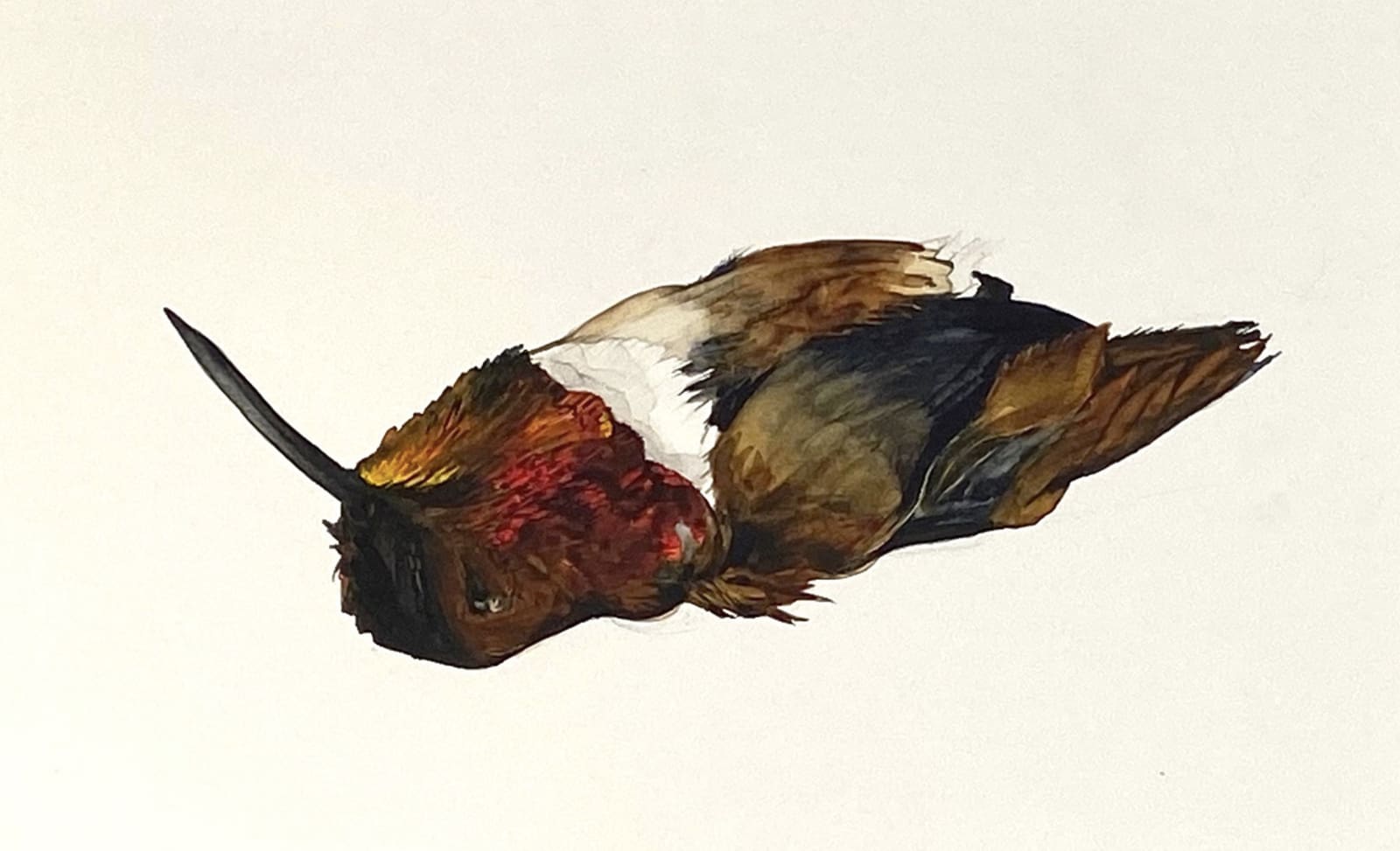 Andrea Bersaglieri, Dead Hummingbird II