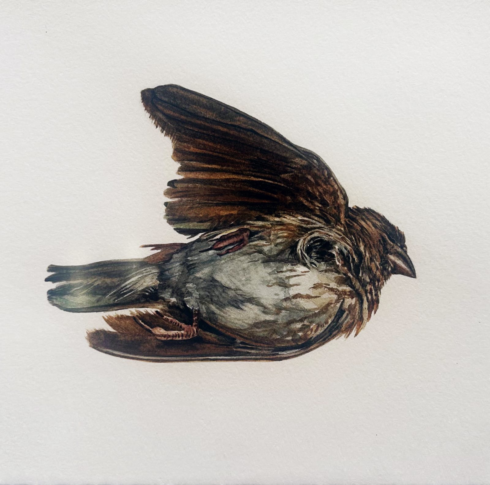 Andrea Bersaglieri, Whorled