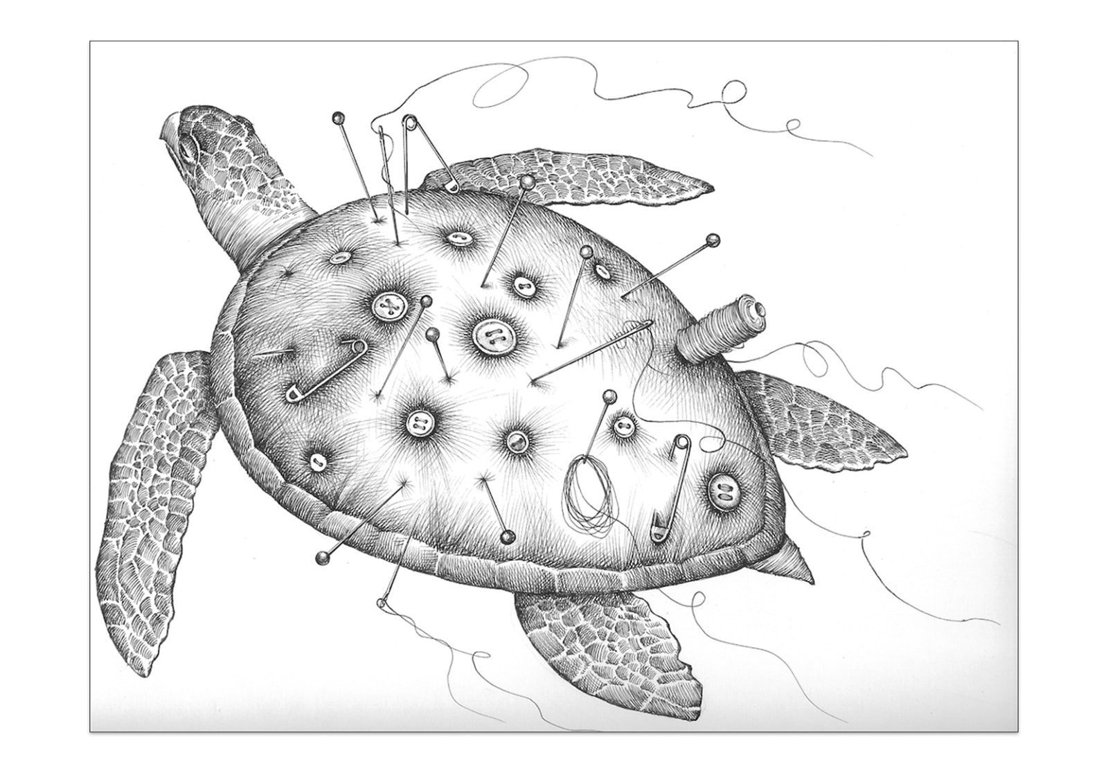 TAYLOR'S TURTLE