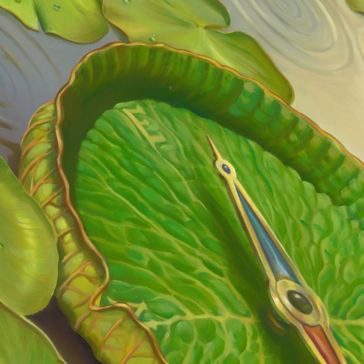 AMAZONIAN COMPASS