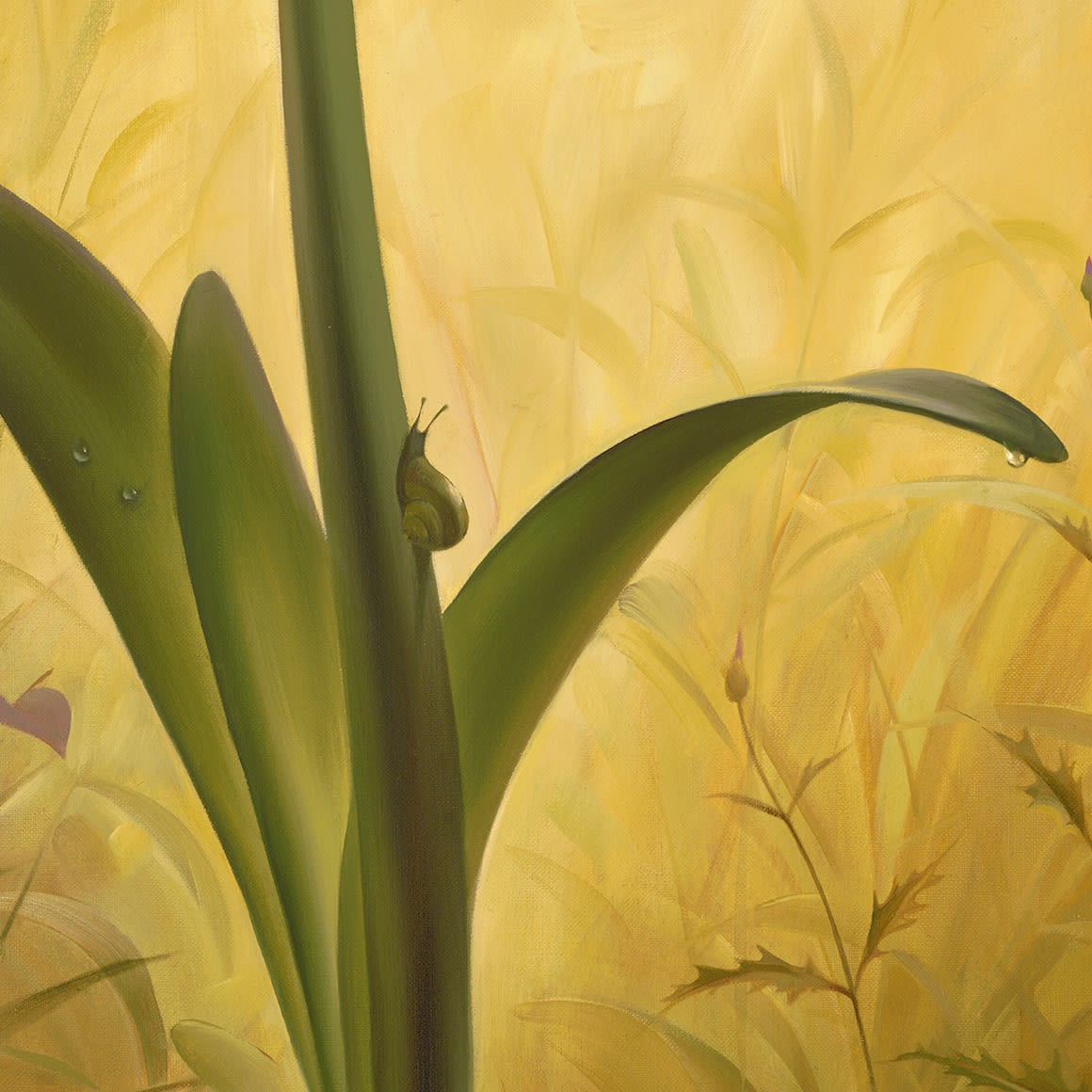 AMARYLLIS
