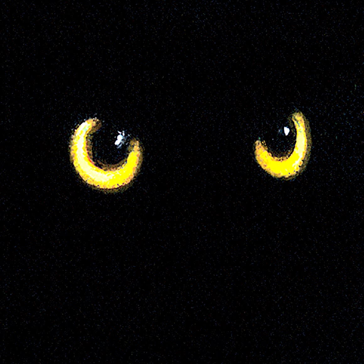 SNEAKING NIGHT