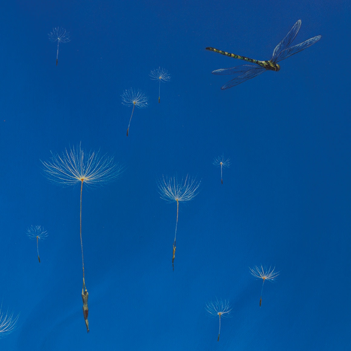 WHITE FLOWERS OF THE SKY