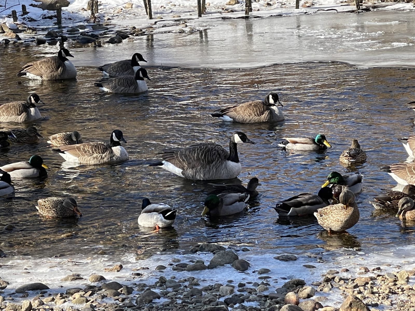 Kyle Szpyrka, Canada Goose Large, 2025