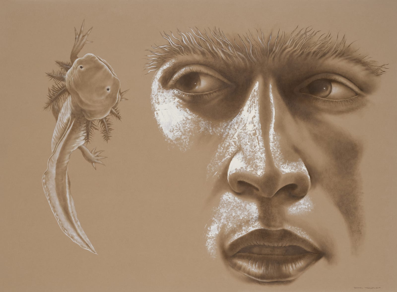Rafael Trelles, Axolotl, 2019