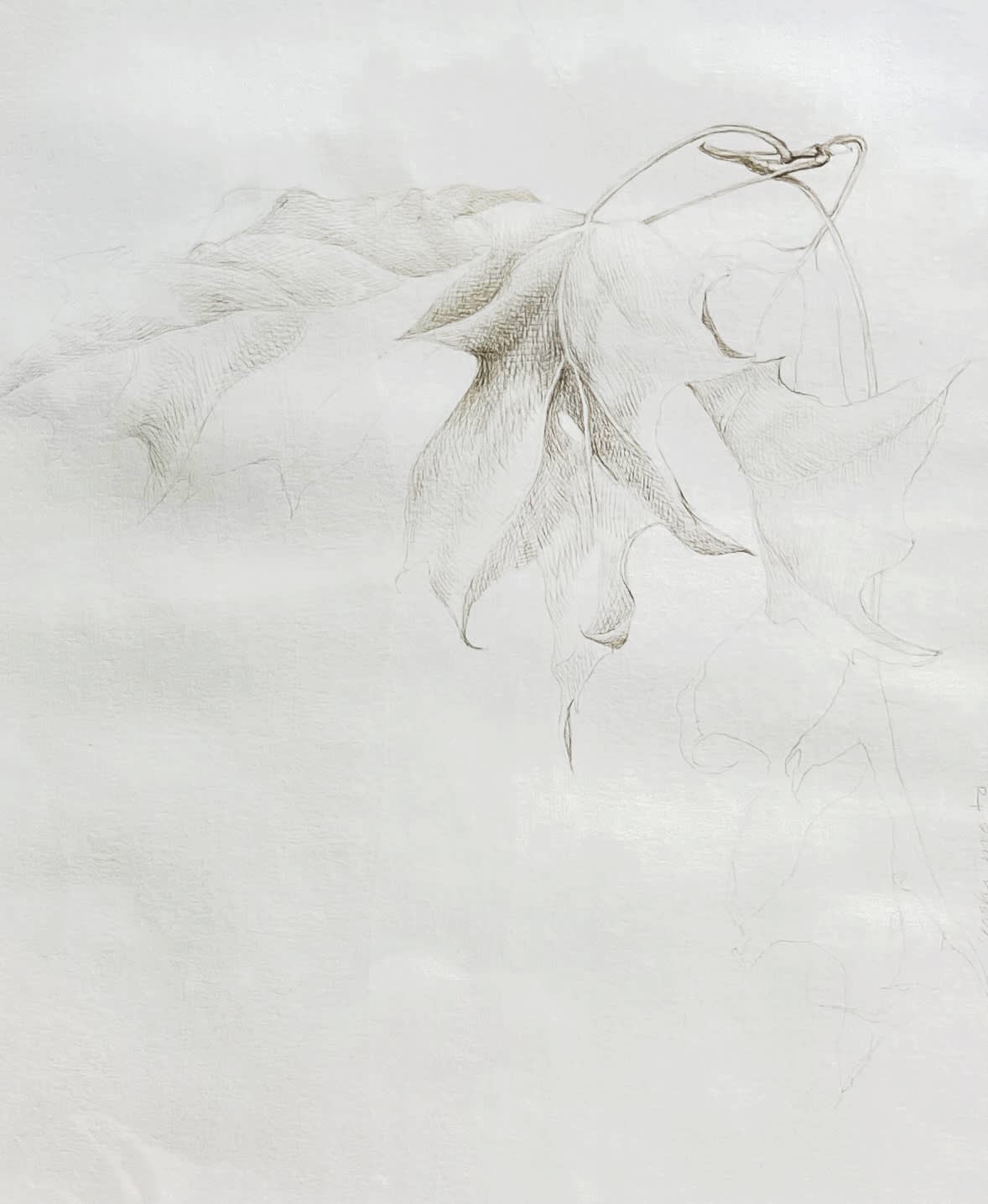 Hiroko Yoshimoto, Oak Leaves, 2022