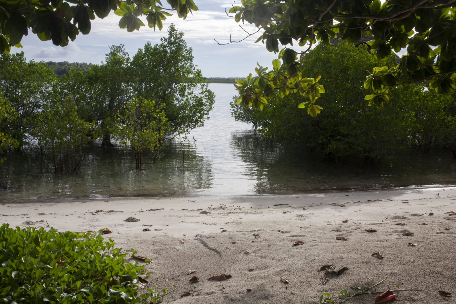 African scenery, 2013