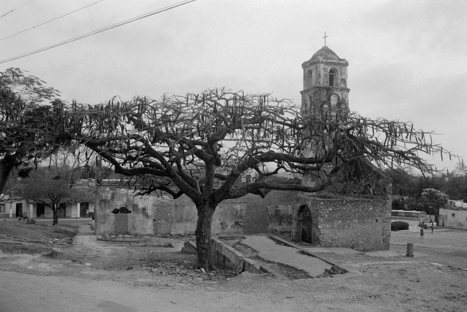 The tree of Santa Ana, 2005