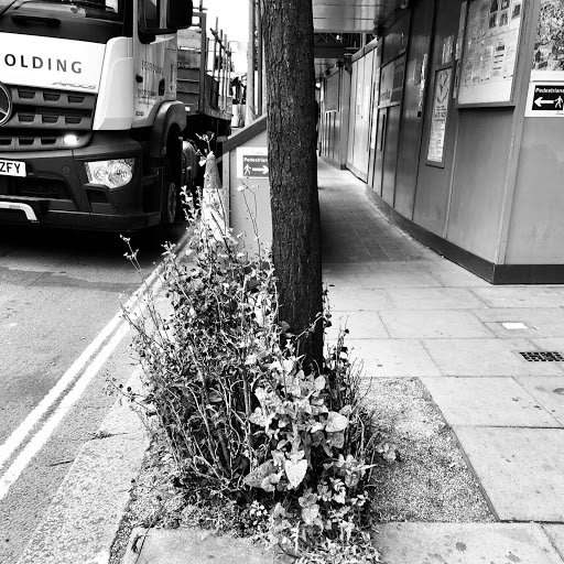 Wildflowers of London
