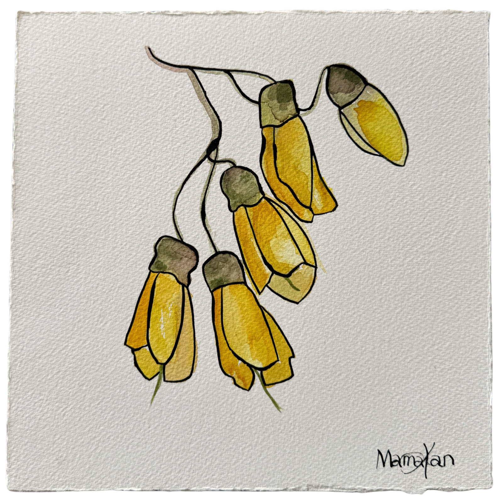 MAMAKAN, Kōwhai 1/1, 2025