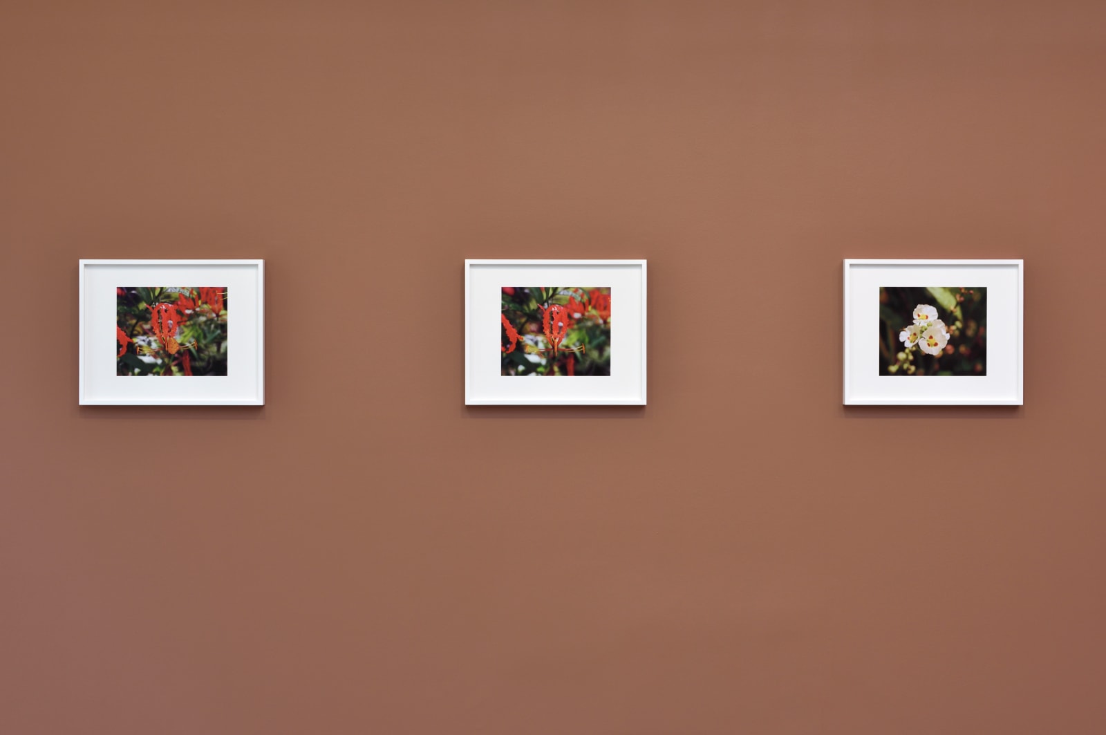 Steve MᶜQueen Bounty