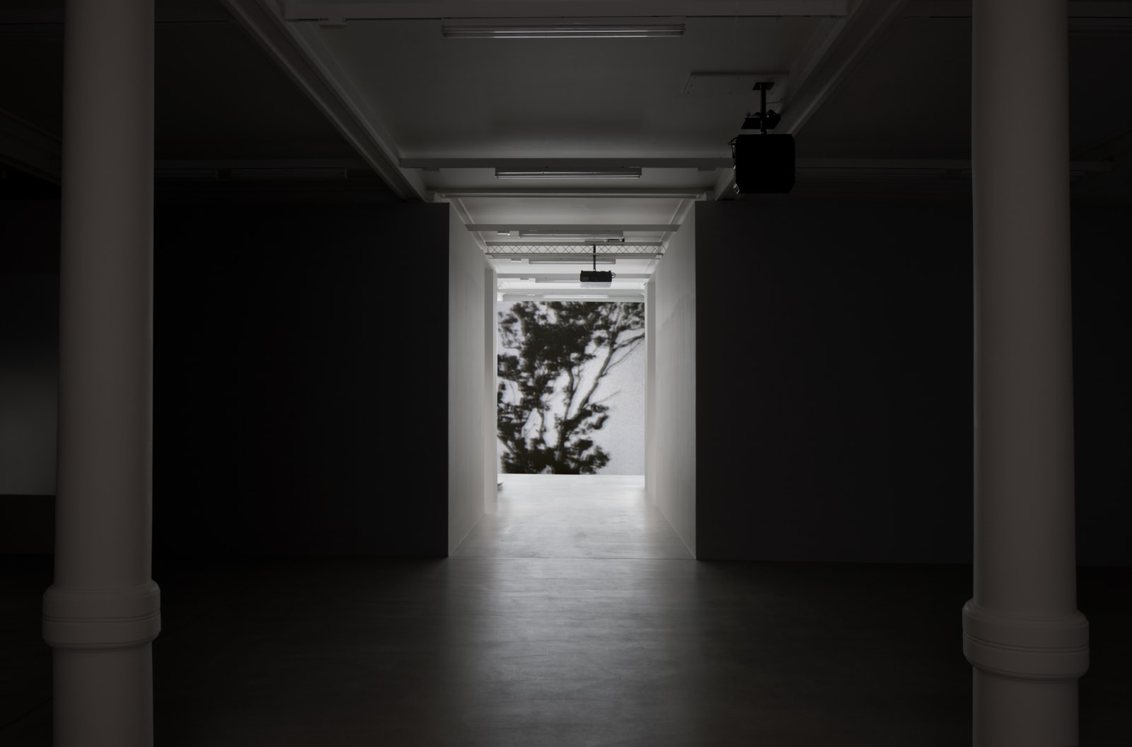 Black and white tree image in darkened room between two white columns