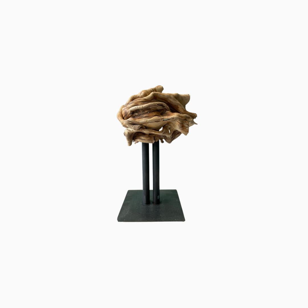 Mario Attard, Conchas, 2022