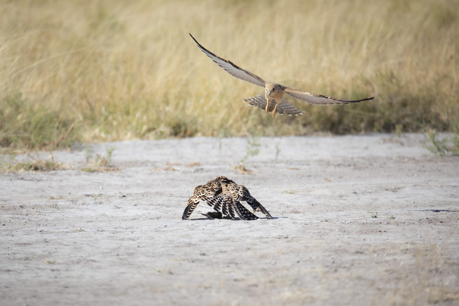 Michael Bonnici Kind, The Attack 2, 2022