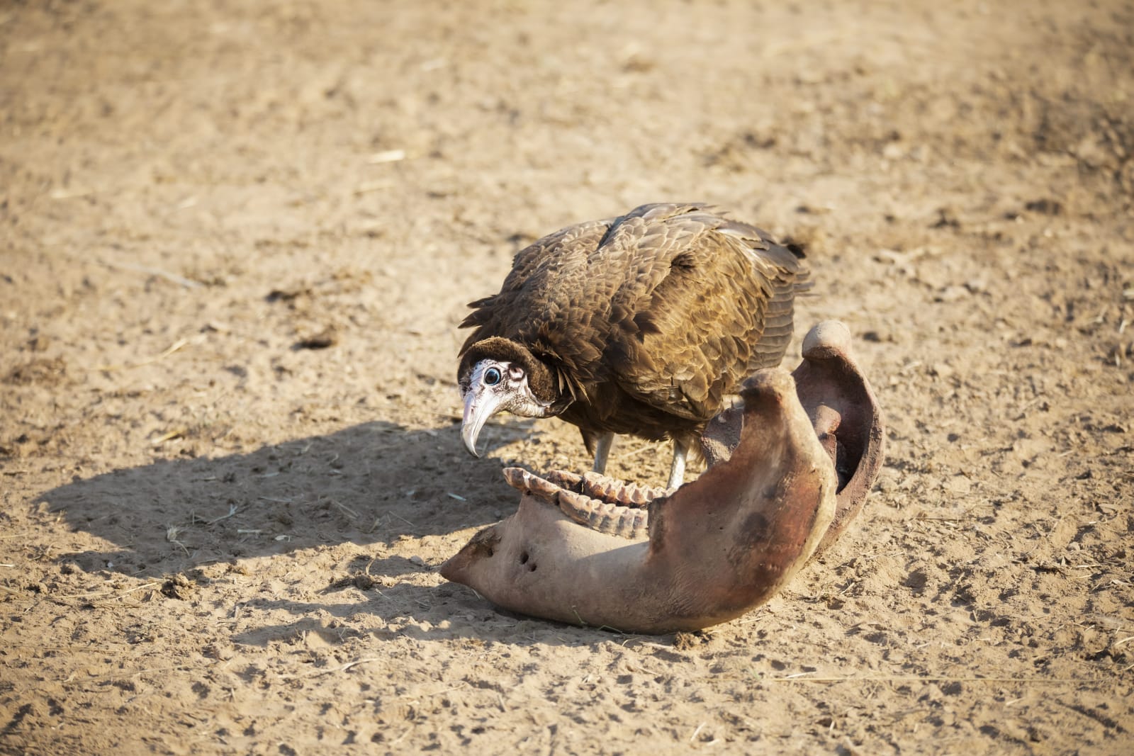 Michael Bonnici Kind, All Gone, 2022