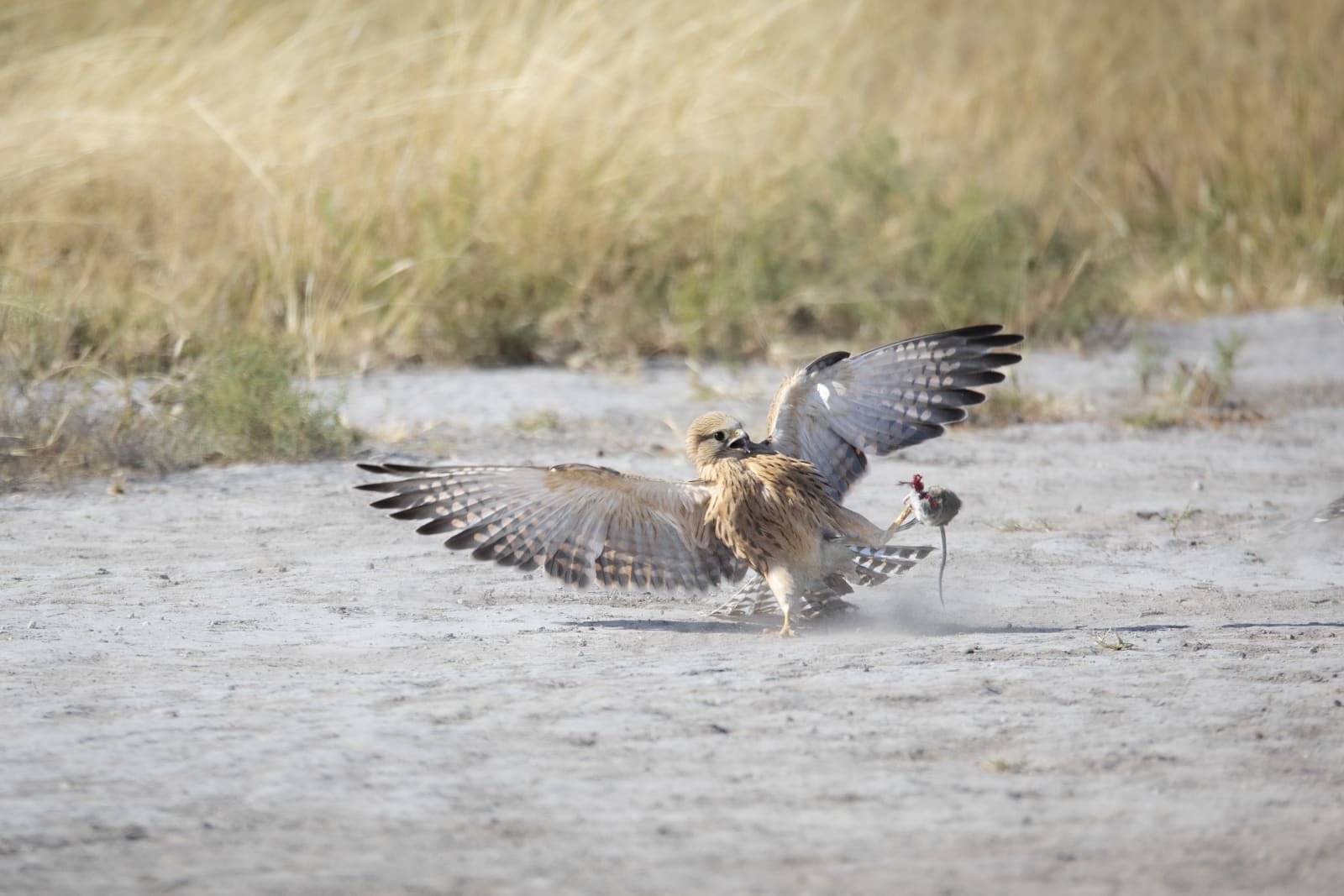 Michael Bonnici Kind, The Attack 3, 2022