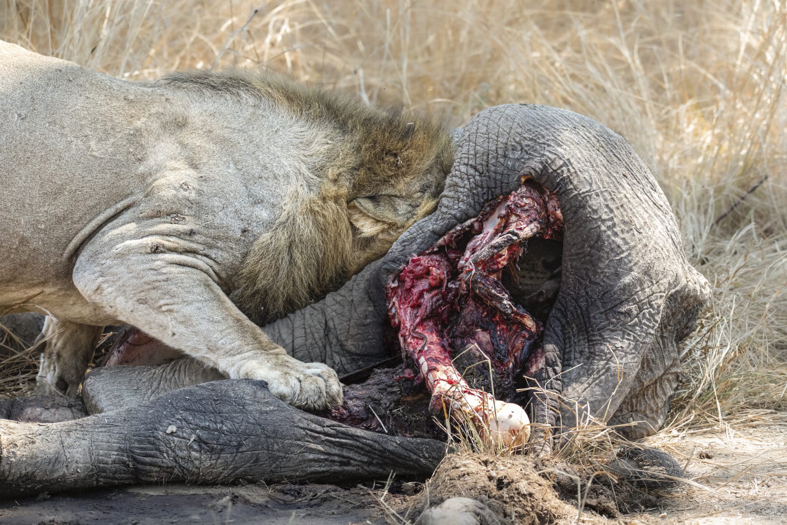 Michael Bonnici Kind, Getting Stuck In, 2022