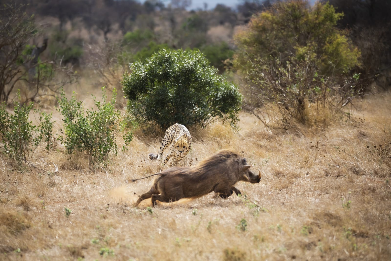 Michael Bonnici Kind, Run, 2022