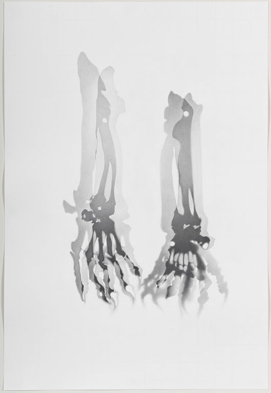 Lorraine Simms, Ursus maritimus (Hand + Forearm, AMNH 14057), 2018