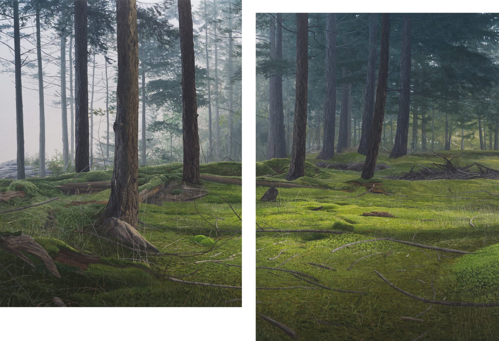 Nathan Birch, Forest Between Fog and Sunlight, 2019