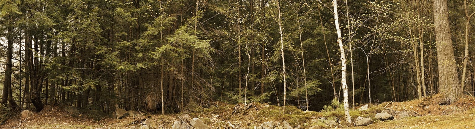 HUGH MARTIN, Forest Wall, Silent Lake, 2011