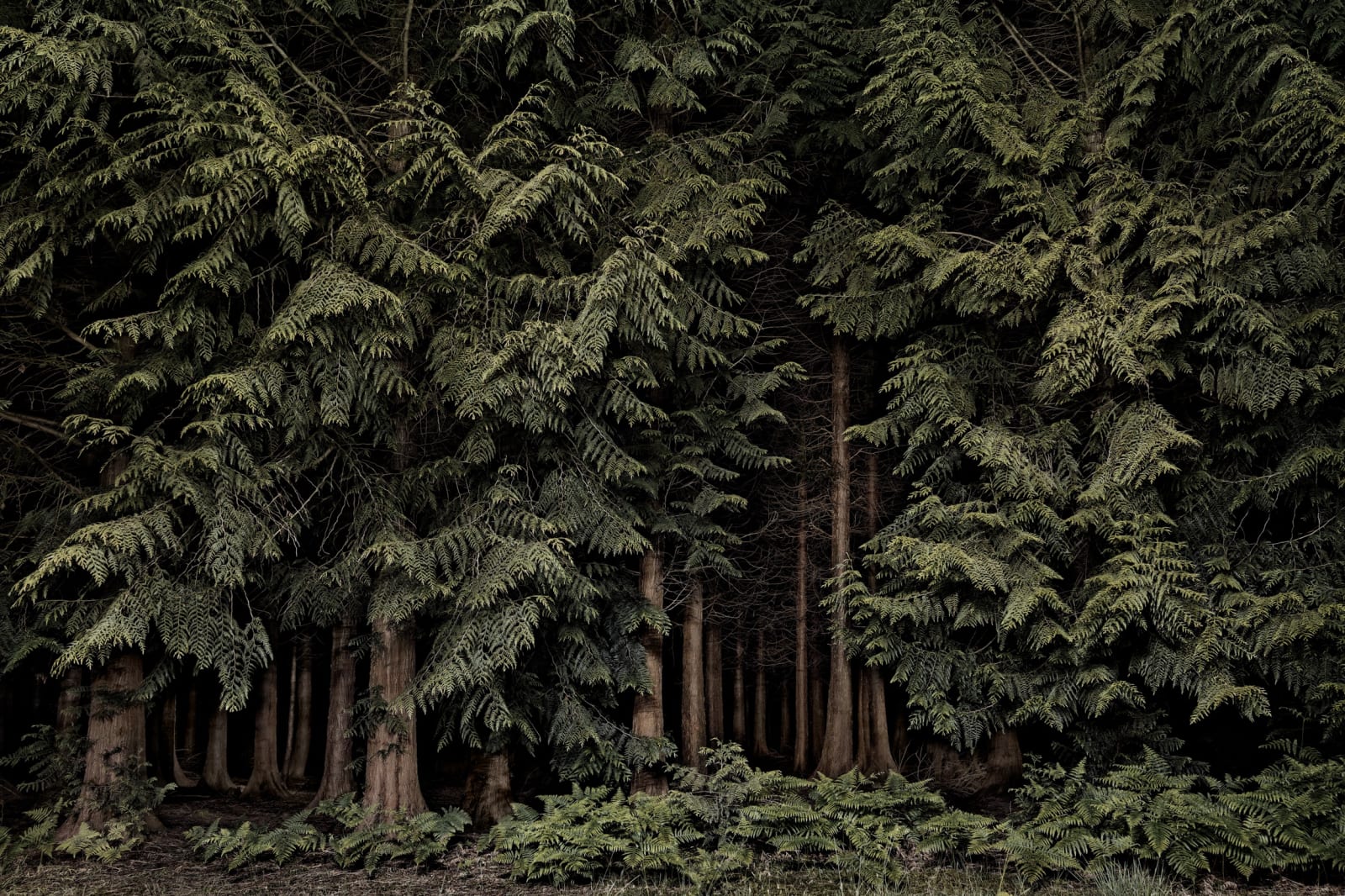 Jasper Goodall, Twilight's Path 001 - Cedars, 2019