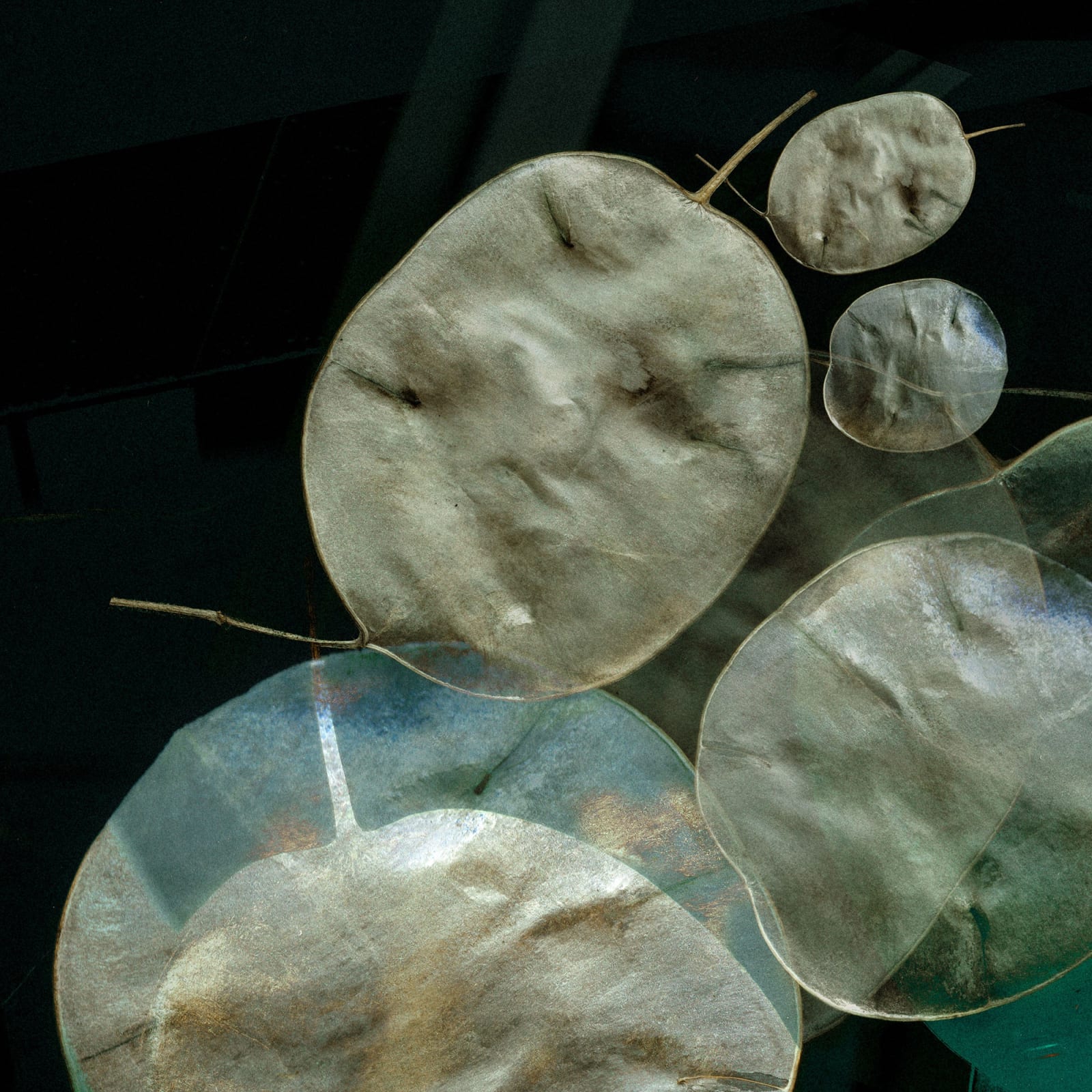 Valda Bailey, Honesty, 2019