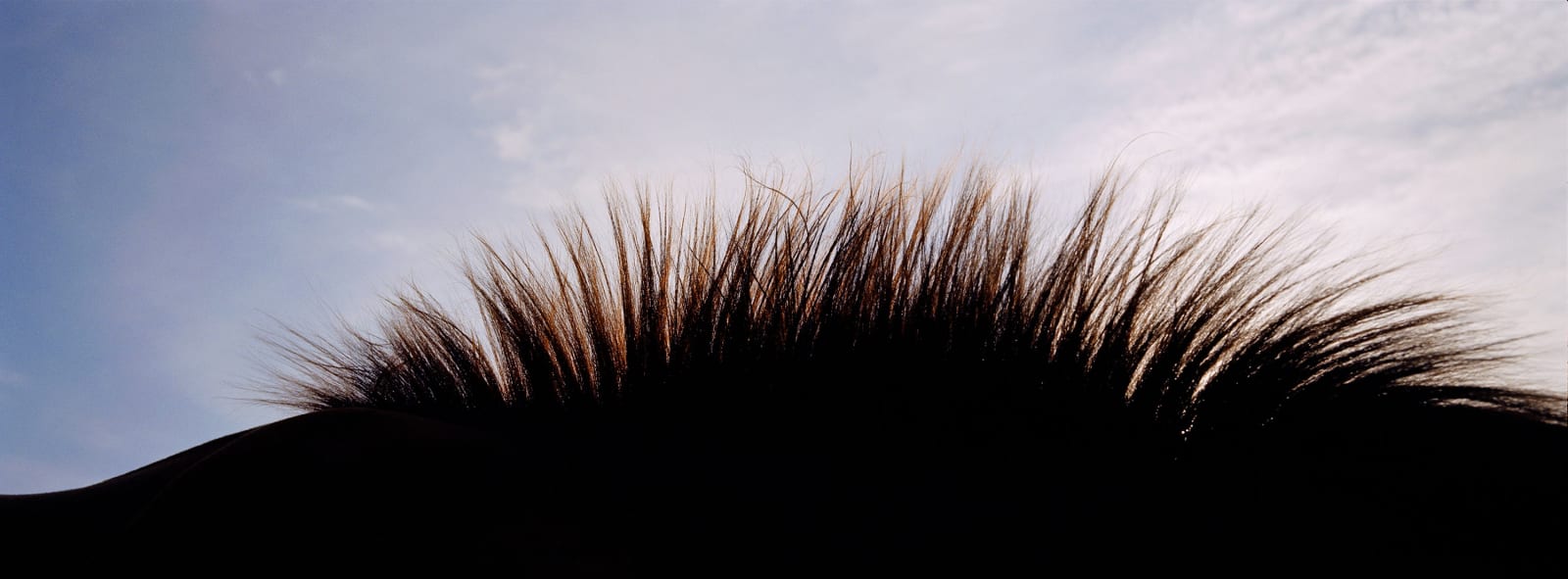 John Reardon, Horse Landscape II - Noverre, 2003