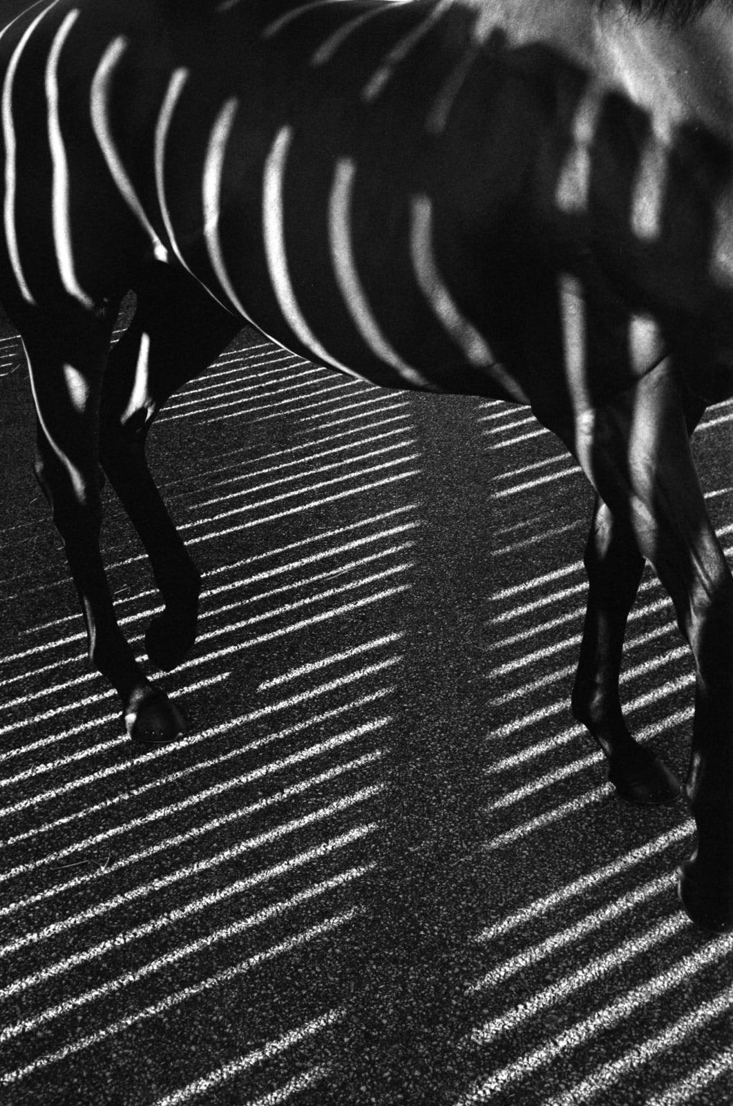 John Reardon, Striped Horse, 2001