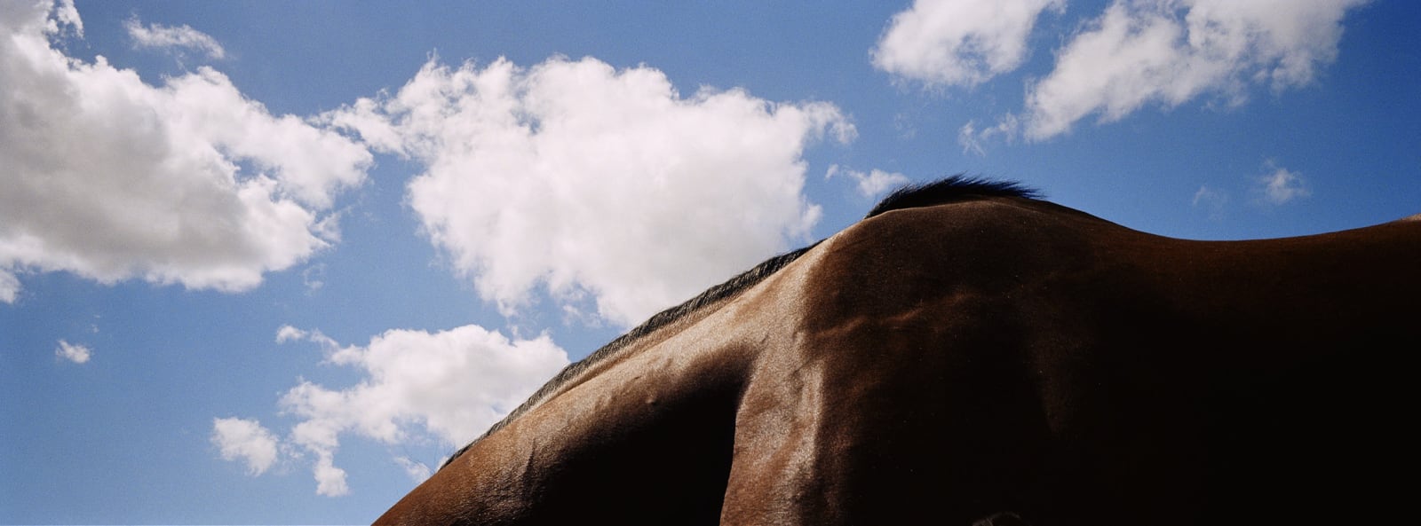John Reardon, Horse landscape I - Noverre, 2003