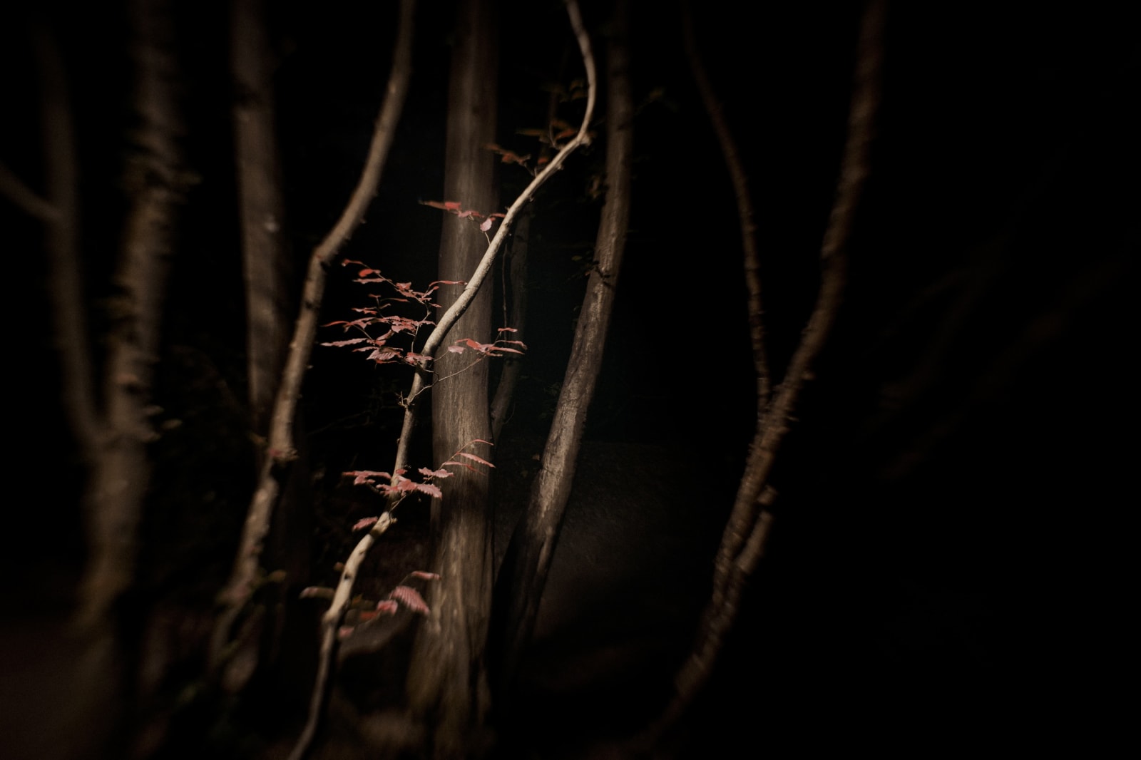 Jasper Goodall, Twilight #29, Tendril, 2020