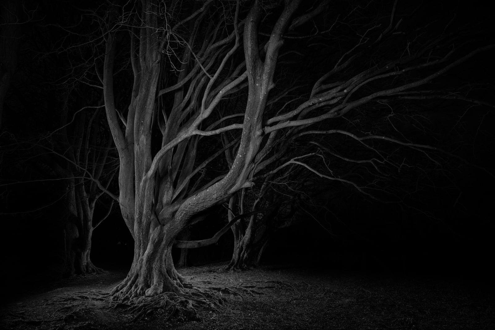 Jasper Goodall, Twilight #36, Reaching Tree, 2021