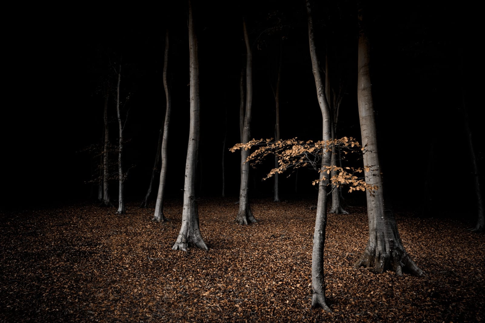 Jasper Goodall, Twilight #31, Beeches, 2020
