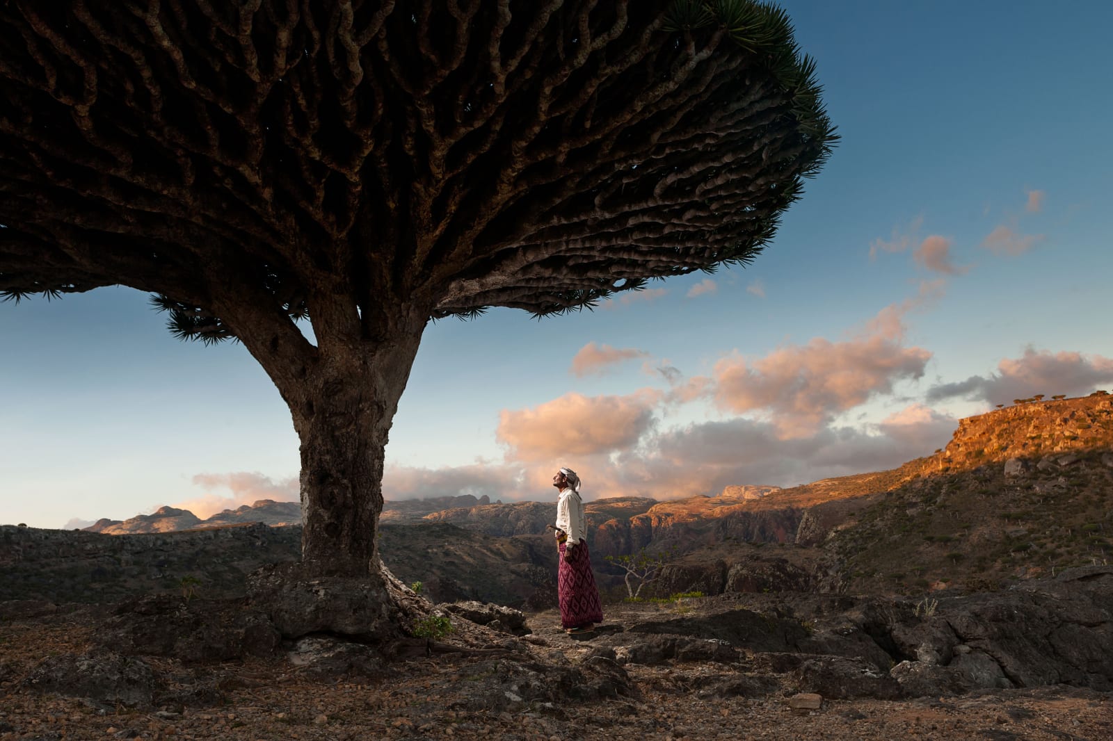 Guillaume Peterman, Dragon Blood Tree, Socotra, Yemen, 2020