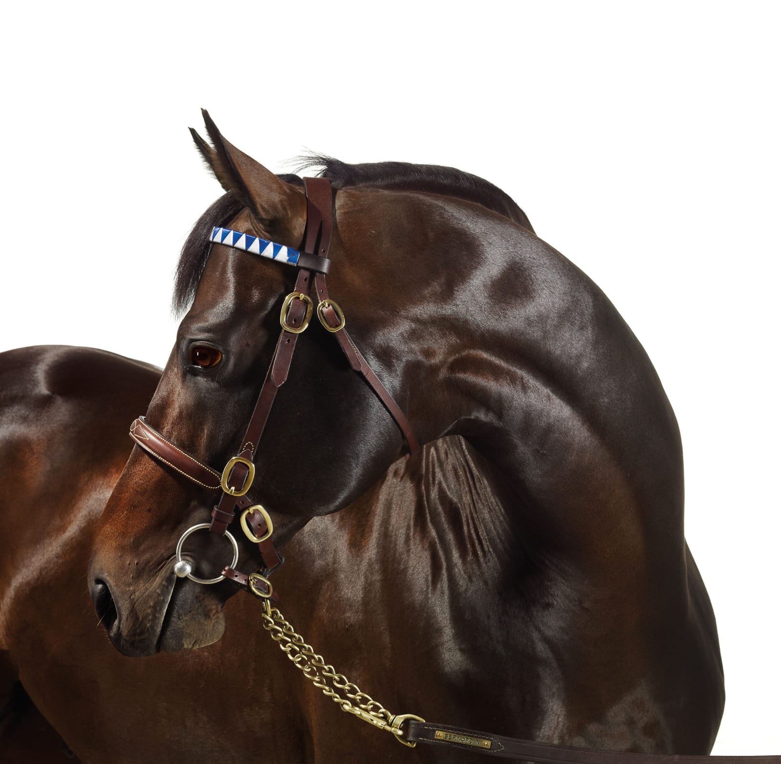 John Reardon, Bernardini, Studio Portrait, 2009