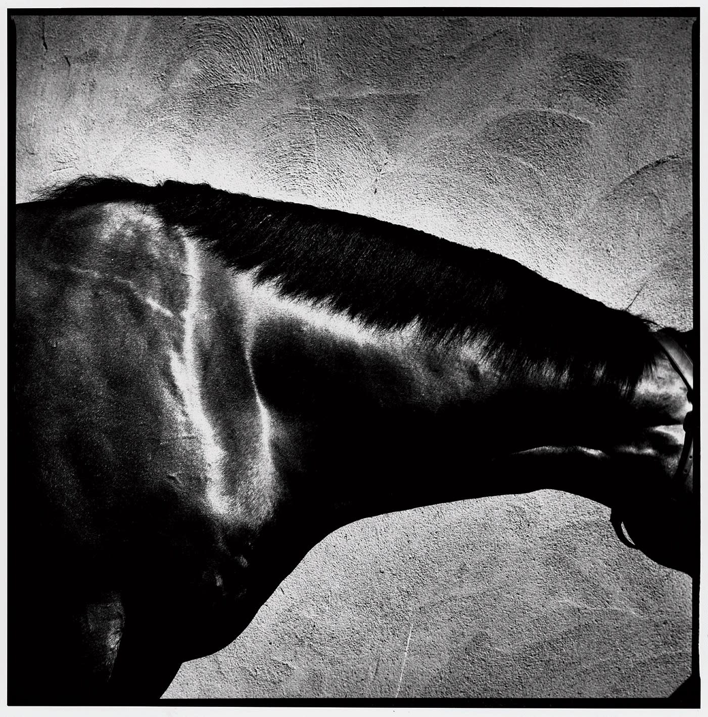John Reardon, King's Best, 'Neck', 2001
