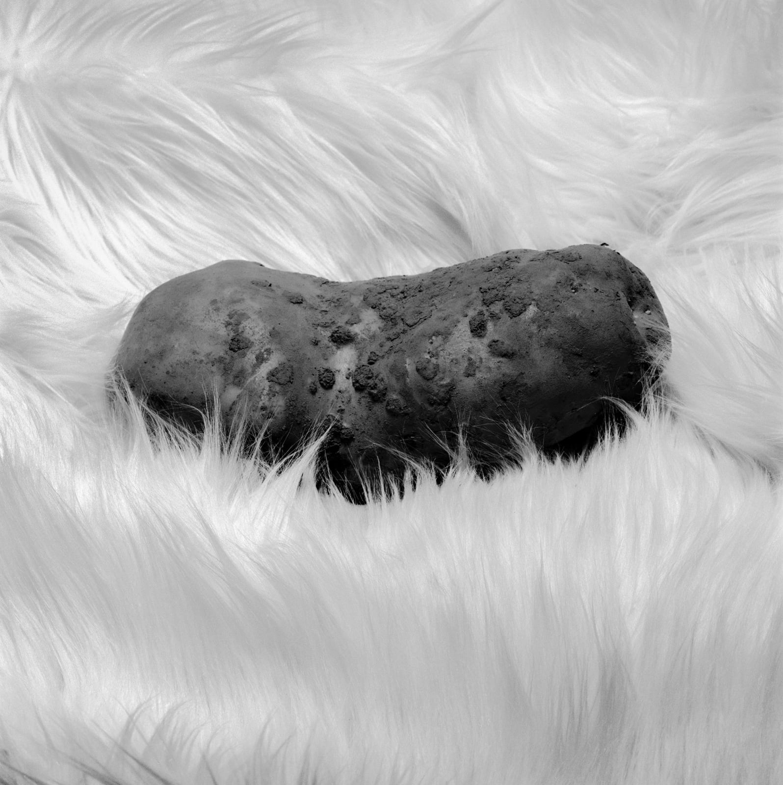 Brian Griffin, Potato on Fur, 2017