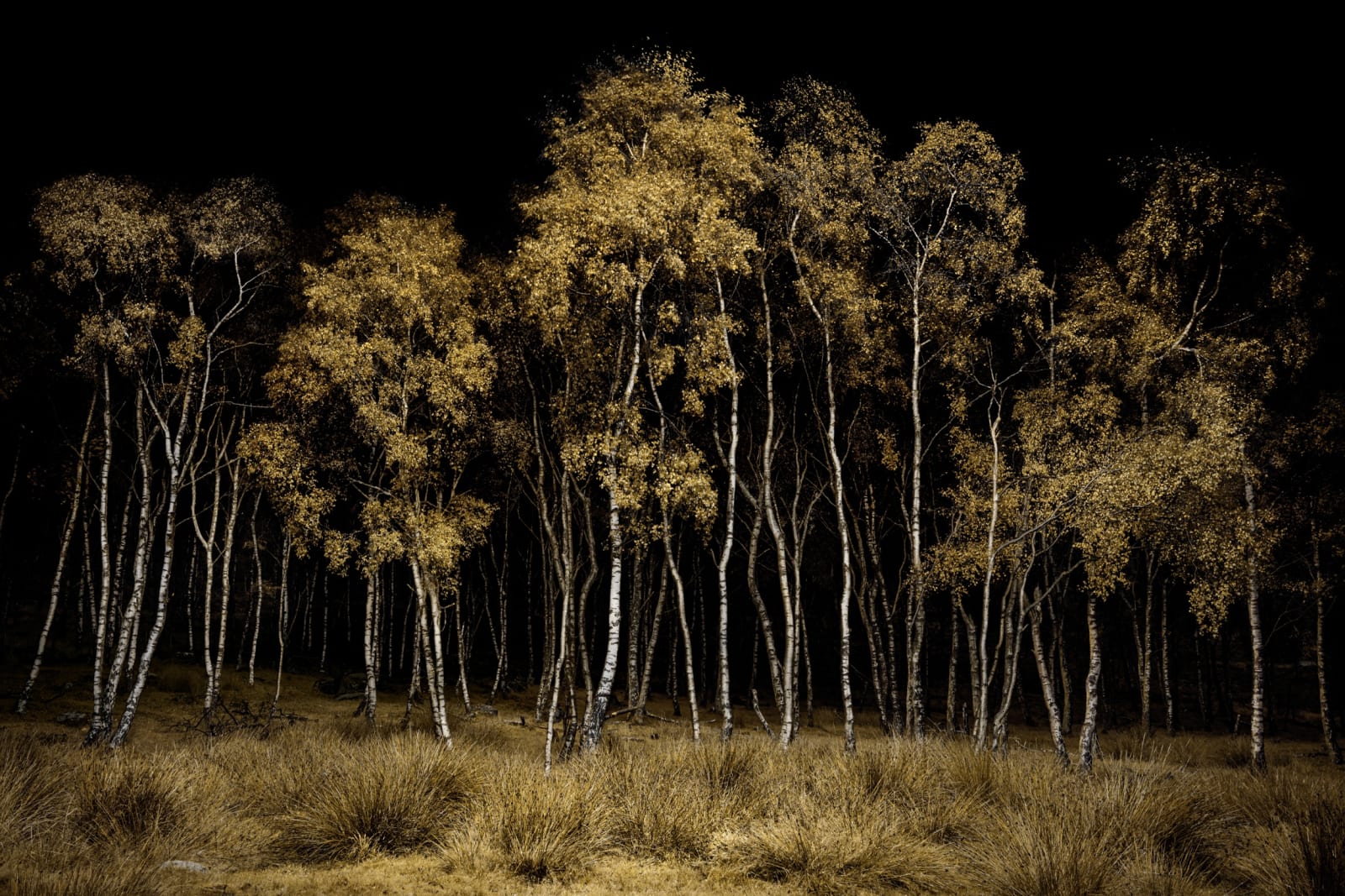 Jasper Goodall, Twilight #20, Birchwood , 2020